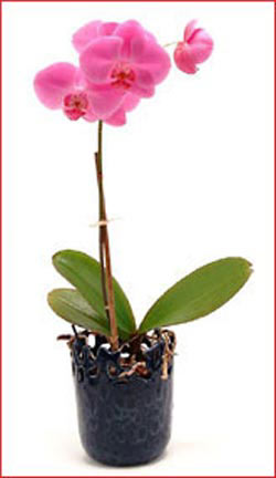 Ankara Kzly iek maazas , ieki adresleri  Phalaenopsis Orchid Plant