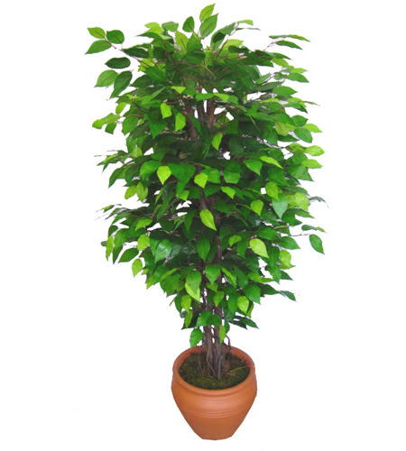 Ficus Benjamin 1,50 cm  Ankara Kzlay anneler gn iek yolla 