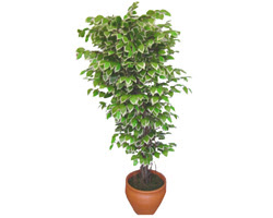 Ficus zel Starlight 1,75 cm  Akyurt Dikimevi Ankara cicek , cicekci 