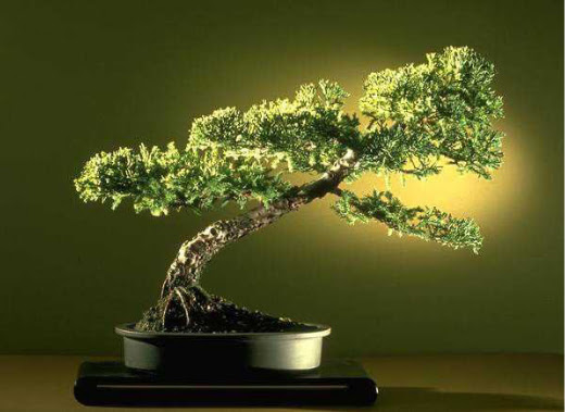 ithal bonsai saksi iegi Ankara ukurambar ieki maazas 