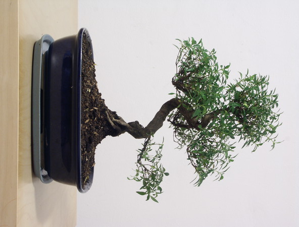 ithal bonsai saksi iegi Ankara Kurtulu iek siparii