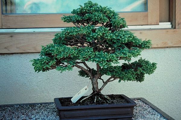 ithal bonsai saksi iegi Ankara Kzlay 14 ubat sevgililer gn iek 