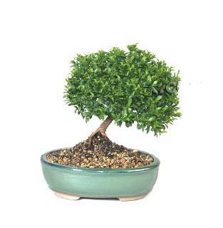 ithal bonsai saksi iegi Ankara Shhiye cicekciler , cicek siparisi 