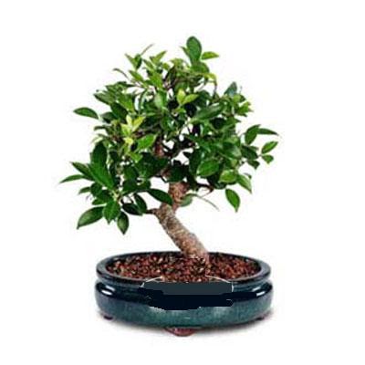 ithal bonsai saksi iegi Ankara TandoaN iek siparii sitesi 