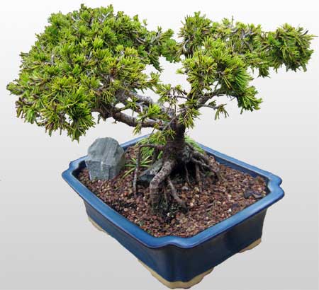 ithal bonsai saksi iegi Ankara ukurambar ieki maazas 