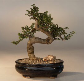 ithal bonsai saksi iegi Ankara Kzlay 14 ubat sevgililer gn iek 