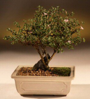 ithal bonsai saksi iegi Ankara Kzly iek maazas , ieki adresleri 