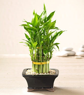 Lucky Bamboo saksi iegi Ankara Bahelievler iek sat 