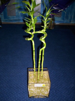 Lucky Bamboo 3 adet saksi iegi Ankara Shhiye cicekciler , cicek siparisi 