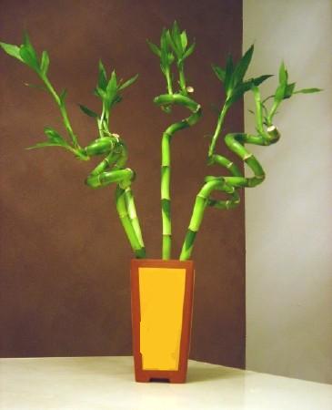 Lucky Bamboo 5 adet vazo ierisinde Ankara Bahelievler iek sat 