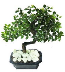 9 yasinda Bonsai agaci Kzlay Ankara iek siparii 