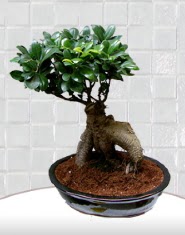 saks iei japon aac bonsai Ankara Kzlay kaliteli taze ve ucuz iekler 