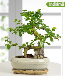 S eklinde ithal gerek bonsai japon aac Ankara Bahelievler iek sat 