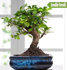 Bonsai japon aac Ankara ankaya iek sat 