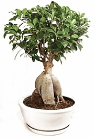 Bonsai japon aac yaprak dkmeyen Ankara ukurambar iek yolla