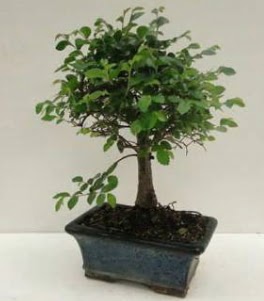 Bonsai saks bitkisi japon aac Ankara Kzlay anneler gn iek yolla 