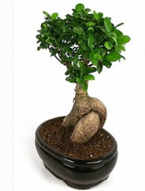 Bonsai saks bitkisi japon aac Ankara TandoaN iek siparii sitesi 