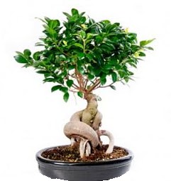 Bonsai Japon aac saks bitkisi Ankara Kzlay 14 ubat sevgililer gn iek 