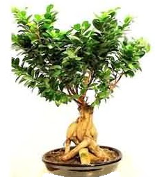 Bonsai Japon aac saks bitkisi Ankara TandoaN iek siparii sitesi 