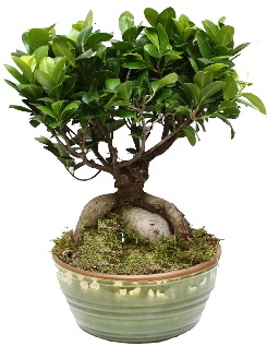 Japon aac bonsai saks bitkisi Ankara Bilkent iekiler