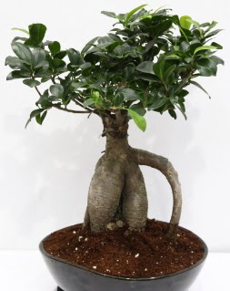 Japon aac bonsai saks bitkisi Ankara ukurambar iek yolla