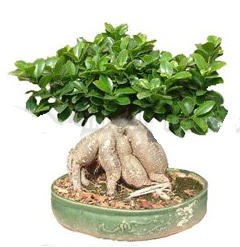 Japon aac bonsai saks bitkisi Akyurt Stz Ankara iek gnderme