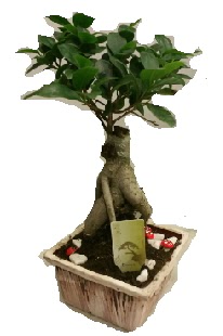 Japon aac bonsai seramik saks Ankara Kzly iek maazas , ieki adresleri 