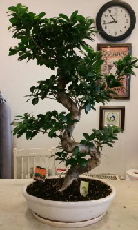 100 cm yksekliinde dev bonsai japon aac Ankara Bilkent iekiler