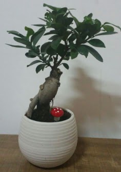 Bonsai japon aac saks iei Ankara Kolej iek gnder