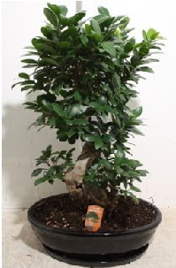 75 CM Ginseng bonsai Japon aac Ankara Kzlay nternetten iek siparii 