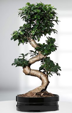 90 CM Japon Aac Bonsai saks iei Ankara ieki Kzlay gvenli kaliteli hzl iek 