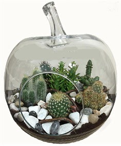 Terrarium tanzim elma camda 5 kakts Ankara TandoaN iek siparii sitesi 