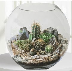 Cam fanus Terrarium 5 kakts Ankara Kzly iek maazas , ieki adresleri 