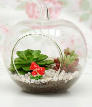 Kk elma terrarium 3 kakts Ankara Kolej online iek gnderme sipari 