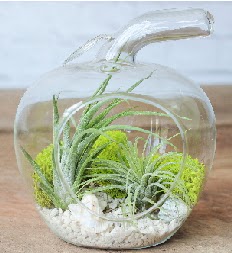 Elma terrarium kk boy 2 kakts Ankara Beevler dn iekleri