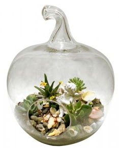 Orta boy elma terrarium 5 kakts Akyurt Dikimevi Ankara cicek , cicekci 