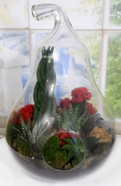 5 adet kakts orta boy armut terrarium Ankara TandoaN iek siparii sitesi 