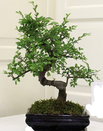 Bonsai saks iei Ankara Kzlay 14 ubat sevgililer gn iek 