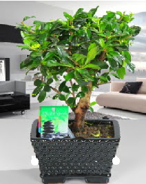 Bonsai japon aac saks bitkisi Ankara ankaya iek sat 