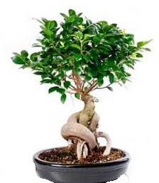 Bonsai japon aac seramik iinde Ankara Emek iekiler 