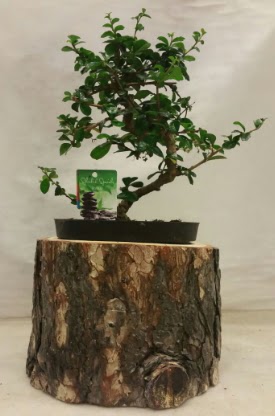 Doal ktk iinde bonsai japon aac Ankara Bilkent iekiler