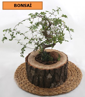 Doal aa ktk ierisinde bonsai bitkisi Ankara Kolej iek gnder