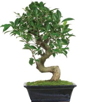 Bonsai saks bitkisi japon aac Ankara Kurtulu iek siparii