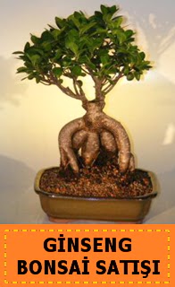 Ginseng bonsai sat japon aac Akyurt Dikimevi Ankara cicek , cicekci 