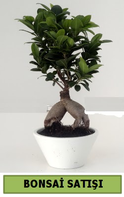 Bonsai japon aac sat Ankara Kzlay iek servisi , ieki adresleri 