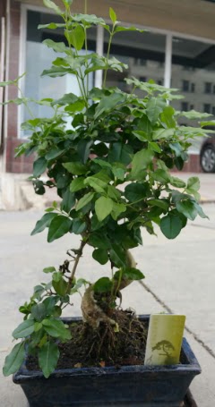 Bonsai japon aac saks bitkisi Ankara Kurtulu iek siparii