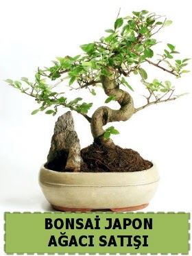 Bonsai japon  aac sat Minyatr thal Ankara Beevler dn iekleri