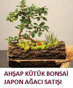 Ahap ktk ierisinde bonsai ve 3 kakts Ankara ukurambar ieki maazas 