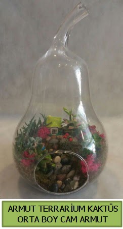 Cam Armut terrarium 5 kakts Akyurt Stz Ankara iek gnderme