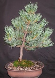 Bonsai am aac japon aac bitkisi Ankara TandoaN iek siparii sitesi 